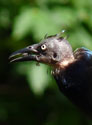 Grackle without feathers on head.  Photo by Bet Zimmerman