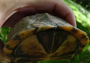 Hinge on Eastern Box Turtle.  Zimmerman photo