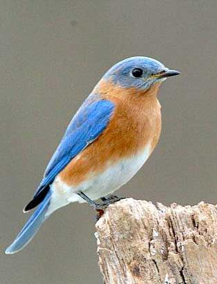 Eastern Bluebird, male. Photo by Wendell Long.