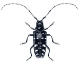 asian long horned beetle.  USDA Forest Service drawing