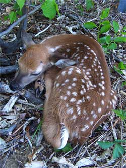Baby fawn. Photo by Bet Zimmerman.