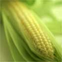 Corn is used to make ethanol.