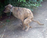 Dog defecating.  Wikimedia Commons photo