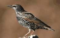 European starling (Sturnus vulgaris). Photo by Wendell Long